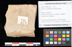 Foto (Objekt + Etikett) von Quercus palaeoilex Ettingshausen (NHMW-GEO-2024-0188-0755)